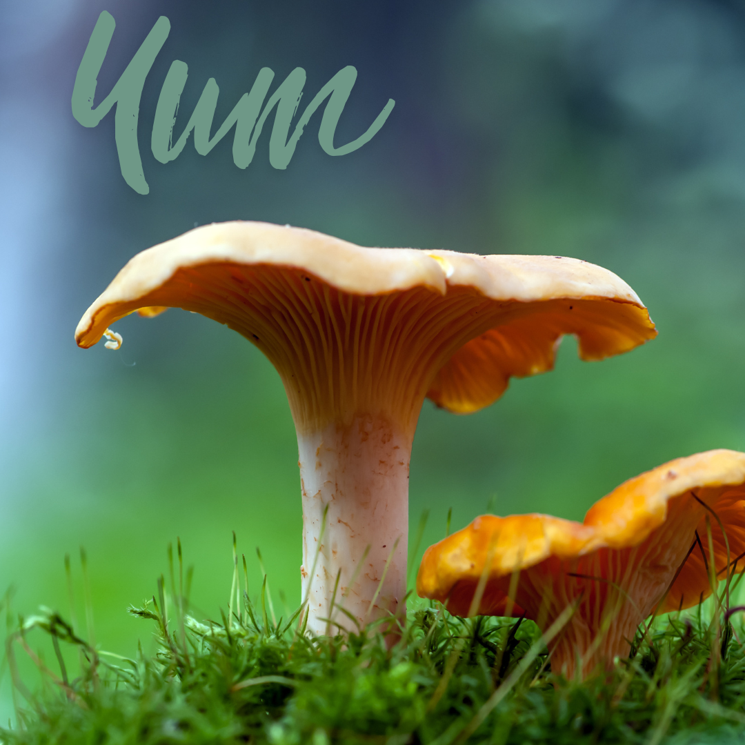 Natures free medicinal mushrooms